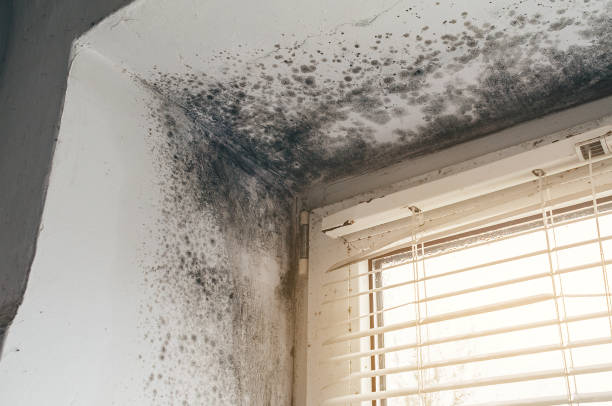 Affordable Attic Mold Remediation solutions in Tyrone, GA
