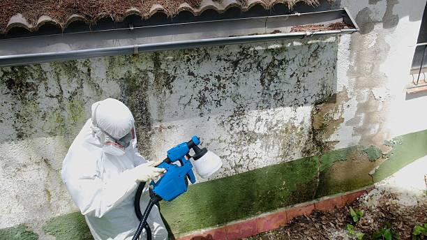 Top rated local Attic Mold Remediation specialists in Tyrone, GA